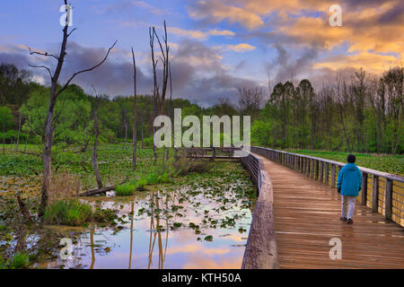 Sentier de halage, Boardwallk Beaver Marsh, parc national de Cuyahoga Valley, Brecksville, Ohio, USA Banque D'Images