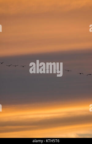 Les oiseaux pendant le coucher du soleil Banque D'Images