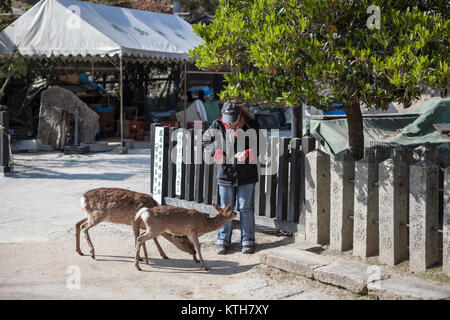 Le Japon, d'Itsukushima-CIRCA avr 2013 : femme nourrit cerfs Sika sur les rues de Miyajima. Les animaux sauvages en contact avec les visiteurs Banque D'Images