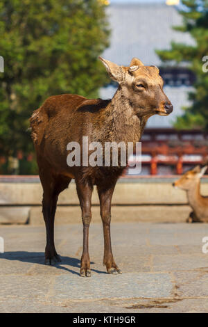 Le cerf sika à la grande porte du sud (Nandaimon) du Temple Todaiji à Nara Banque D'Images