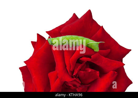 Chenille verte d'un peuplier hawk moth sur macro fleur rose rouge isolé sur fond blanc. La structure horizontale. Banque D'Images