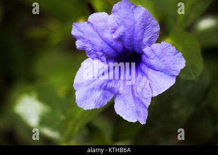 Le Bangladesh est un pays vert avec de nombreuses fleurs. Certaines fleurs sont rouges, Certaines fleurs sont roses, certaines fleurs sont violettes, etc Banque D'Images