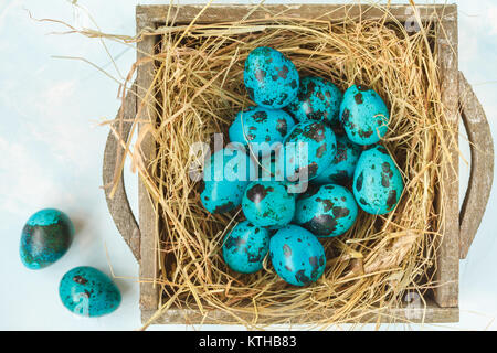 Bleu peint des oeufs de cailles Pâques dans le nid, les fleurs. Festival de Pâques concept. Banque D'Images