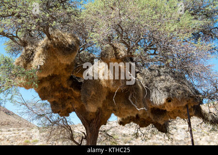 La Weaver oiseaux nichent dans un arbre en Namibie, une énorme accumulation d'oiseaux nichent réunis soutenu par les branches de l'arbre Banque D'Images