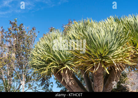 Dracaena draco ( Drago ou arbre Dragon ) à Gran Canaria, Îles Canaries, Espagne Banque D'Images