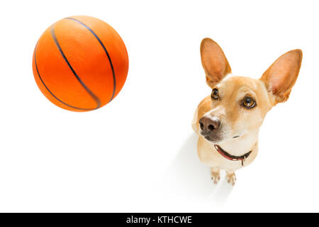 Basket-ball chien podenco Playing with ball , isolé sur fond blanc, grand angle fisheye view Banque D'Images