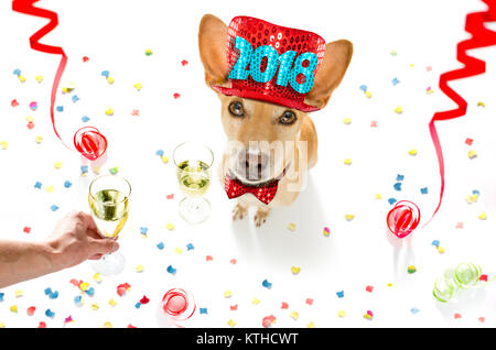 Chien podenco celebrating new years eve avec le propriétaire et champagne verre isolé onwhite avec Serpentins et confettis serpentine Banque D'Images