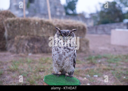 Formés pour la chasse owl Banque D'Images