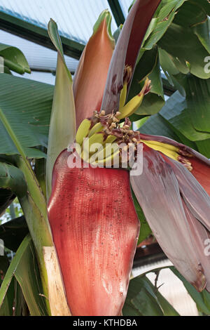 Bananes Fruits dans une serre. Banque D'Images