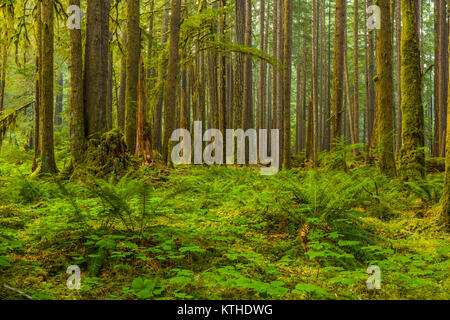 Bien qu'anciennes oliveraies Sentier Nature forêt ancienne dans la section Sol Duc d'Olympic National Park à Washington, United States Banque D'Images