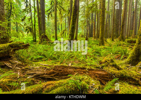 Bien qu'anciennes oliveraies Sentier Nature forêt ancienne dans la section Sol Duc d'Olympic National Park à Washington, United States Banque D'Images