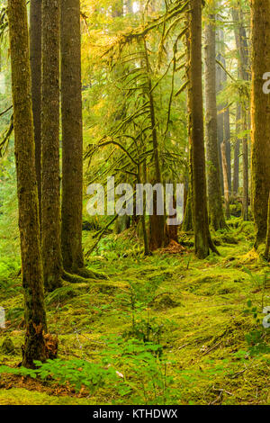 Bien qu'anciennes oliveraies Sentier Nature forêt ancienne dans la section Sol Duc d'Olympic National Park à Washington, United States Banque D'Images