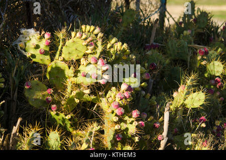 Le figuier de barbarie, Opuntia ficus-indica, Espagne. Banque D'Images