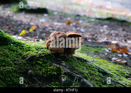 Photo prise tôt le matin de certains champignons sur les racines d'un arbre dans la forêt située aux Pays-Bas. Banque D'Images