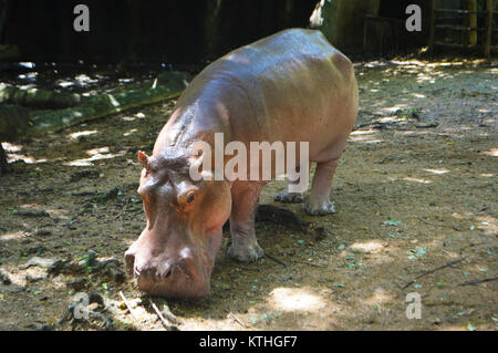 L'hippopotame, hippopotame, à Chiang Mai zoo en Thaïlande, très proche de visiteurs ! Banque D'Images