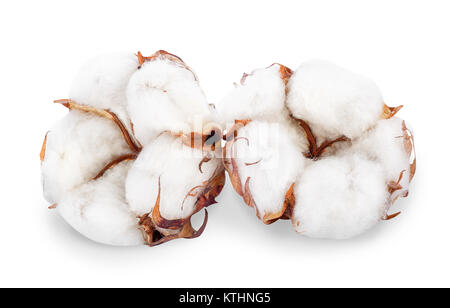 Deux fleurs plante de coton isolé sur fond blanc. Clipping path Banque D'Images