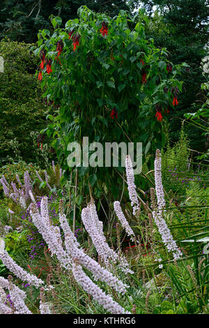 Salvia dombeyi,Lavandula angustifolia,double,la frontière, Frontières herbacées vivaces,,,National Botanic Gardens, wicklow,Kilmacurragh sont deux,de,mixte,régime,plantation Banque D'Images