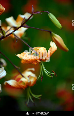 Lilium henryi,lily,fleurs,fleurs,orange mouchetée,marques,plantes,portraits,libre,les turcs,Henry's lily,floral RM Banque D'Images