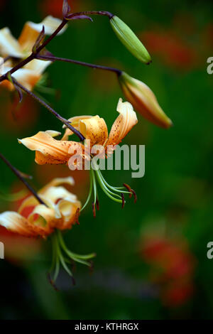 Lilium henryi,lily,fleurs,fleurs,orange mouchetée,marques,plantes,portraits,libre,les turcs,Henry's lily,floral RM Banque D'Images