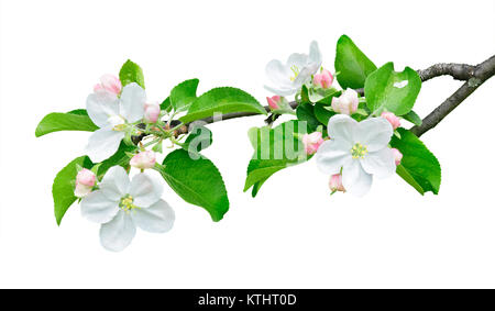 Pomme branche isolée. Branche de pommier avec des feuilles et fleurs isolé sur fond blanc avec clipping path Banque D'Images