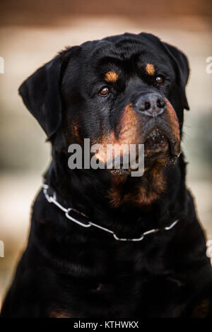 Adorable Rottweiler Pure Race consacré, Close up head shot Banque D'Images