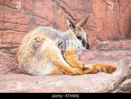 Kangourou rouge (Macropus rufus, black-footed rock wallaby-) sur la roche à Sydney, Australie. Banque D'Images