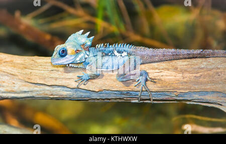 Portrait de l'iguane tropical est assis sur une branche, de l'Australie. Banque D'Images