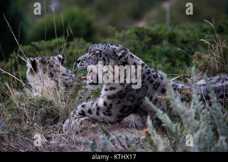 Une petite population de léopards de neige (Panthera Uncia) vit en captivité au Centre de réadaptation de l'UNA dans le village d'Ananyevo, au Kirghizstan. Banque D'Images