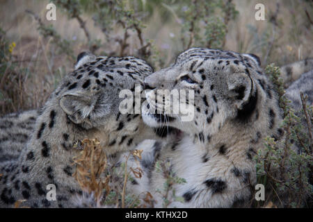 Une petite population de léopards de neige (Panthera Uncia) vit en captivité au Centre de réadaptation de l'UNA dans le village d'Ananyevo, au Kirghizstan. Banque D'Images