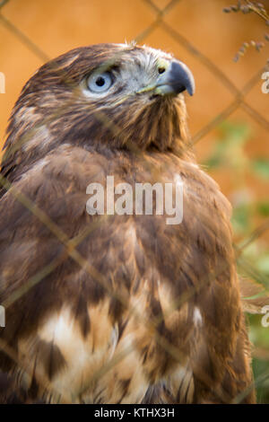 Les aigles d'or blessés sont gardés dans le centre de réadaptation de l'UANO, dans le village d'Ananyevo, au Kirghizstan. Banque D'Images