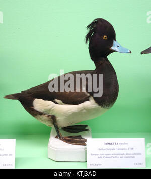 Aythya fuligula, communément appelé canard touffeté, est une espèce de canard plongeur que l'on trouve en Europe et en Asie. Ce spécimen mâle est exposé au Museo Civico di Storia Naturale Giacomo Doria à Gênes, en Italie. Connue pour sa crête tuftée distinctive et son plumage noir et blanc saisissant, c'est une espèce remarquable en ornithologie. Banque D'Images