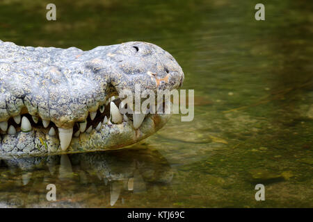 Tête de crocodile dans l'eau. Parc national du Kenya, Afrique Banque D'Images