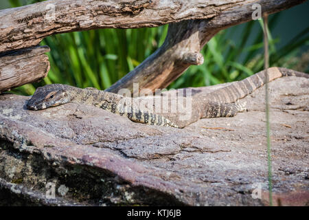 Lace monitor lizard Banque D'Images