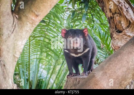 Le diable de Tasmanie est un marsupial carnivore de la famille des Dasyuridae Banque D'Images