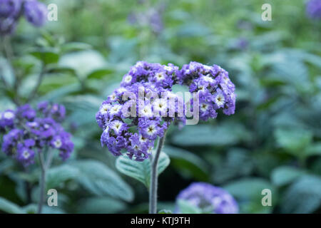 Sydney Flower show dans le Royal Botanic garden Banque D'Images