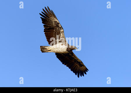 Aigle (Aquila rapax) fly, Afrique, Kenya Banque D'Images