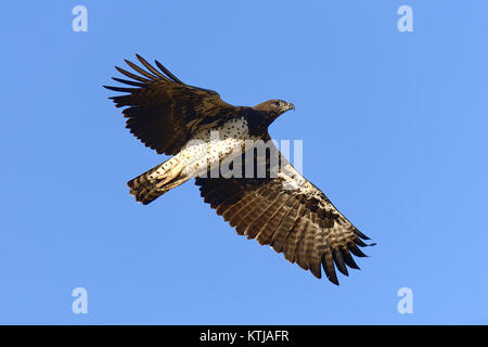 Aigle (Aquila rapax) fly, Afrique, Kenya Banque D'Images