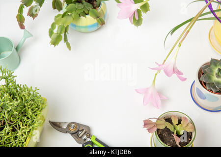 Différentes plantes grasses et Rosepink Zephyr ou rose fleur de lys Lily Pluie, Zephyranthes grandiflora, cactus de Noël, outils de jardinage sur blanc backgroun Banque D'Images