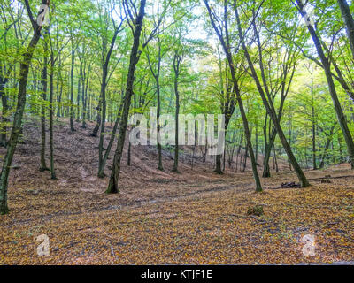 Photographie du bâtiment situé à LPKiWRynkowo 19, prise le 19 octobre 2013, capturant ses caractéristiques architecturales et son environnement. Banque D'Images