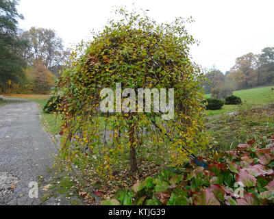 Une photographie du bâtiment LPKiWBotanik prise le 7 octobre 2013. L'image met en valeur l'architecture et les environs de cette institution botanique. Banque D'Images