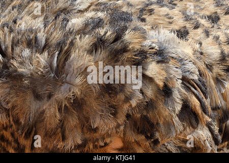 Vue rapprochée des plumes d'autruche Banque D'Images