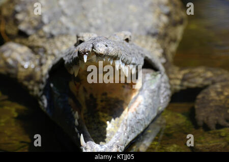 Crocodile grand parc national du Kenya en Afrique, Banque D'Images