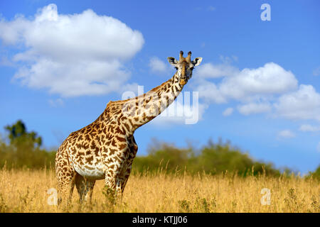 Sur savannah girafe au parc national de l'Afrique Banque D'Images