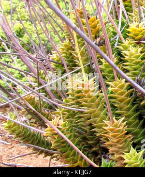 Astroloba foliolosa succulentes d'Afrique du Sud Banque D'Images