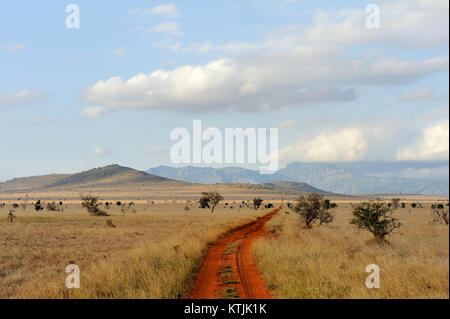 Paysage de savane dans le parc national du Kenya, Afrique Banque D'Images