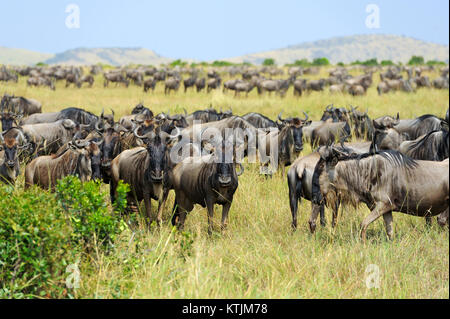Les gnous dans la savane, le parc national du Kenya, Afrique Banque D'Images