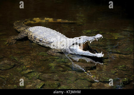 Close-up gros crocodiles dans l'eau. Le Kenya, l'Afrca Banque D'Images