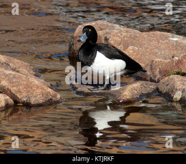 Aythya Fuligula, communément appelé canard touffeté, a été observée à Oulu, en Finlande, le 18 mai 2014. Le canard touffeté est connu pour son plumage distinctement marqué et est une espèce communément trouvée en Europe et en Asie. Banque D'Images