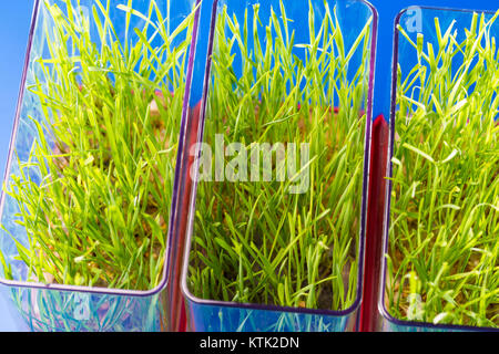 Plantes génétiquement modifiées dans un laboratoire scientifique des plantes OGM dans le laboratoire Banque D'Images