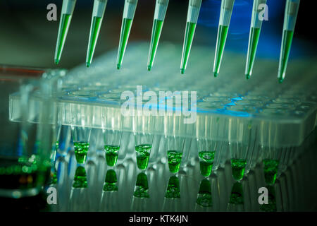 Des échantillons d'ADN amplifié chargement de gel d'agarose avec pipette multicanaux Banque D'Images